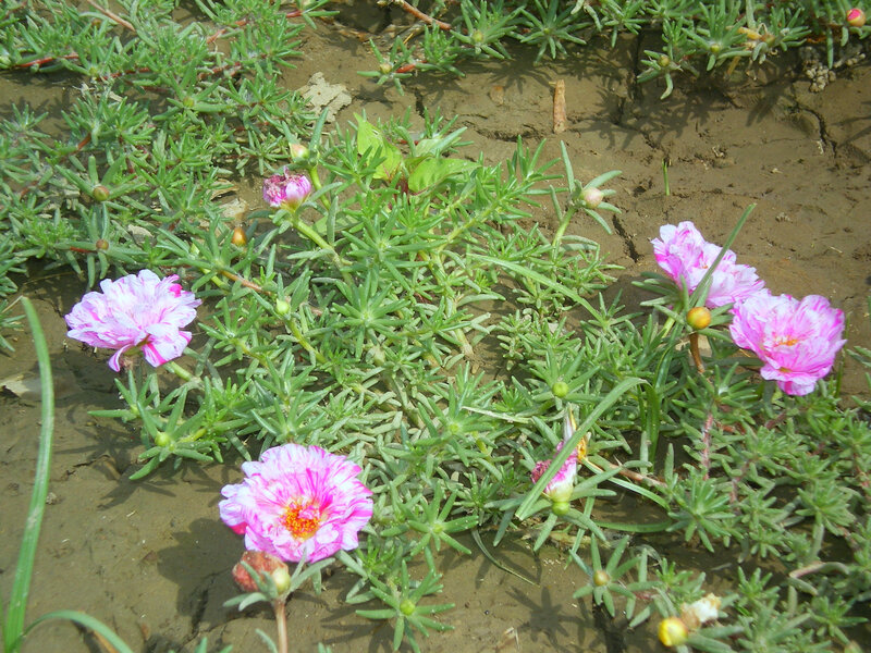 Pink flowers on green plants