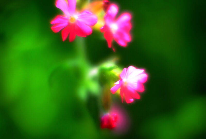 Pink Flowers on Green — Serene