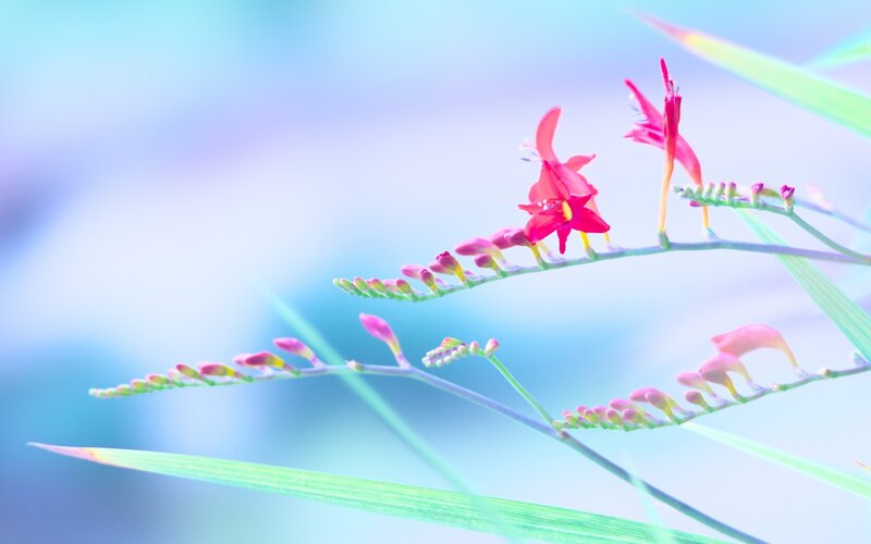 Pink Flowers on Green Stems — Blue