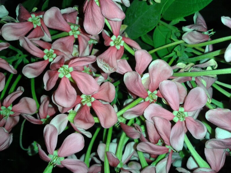 Pink Flowers on Green Stems — Calm, Night