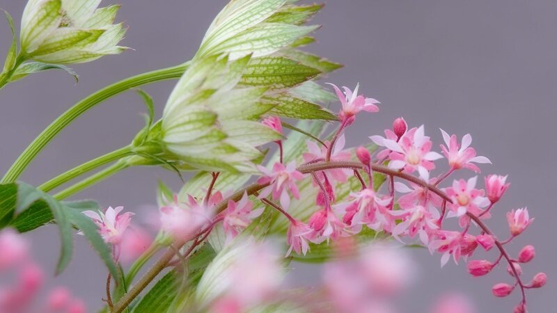 Pink Flowers on Green Stems — Calm, Spring, Photograph