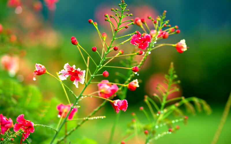 Pink Flowers on Green Stems — Serene, Morning