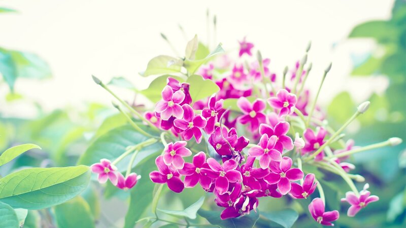 Pink Flowers on Green Stems — Serene, Spring, Photograph, Green Leaves