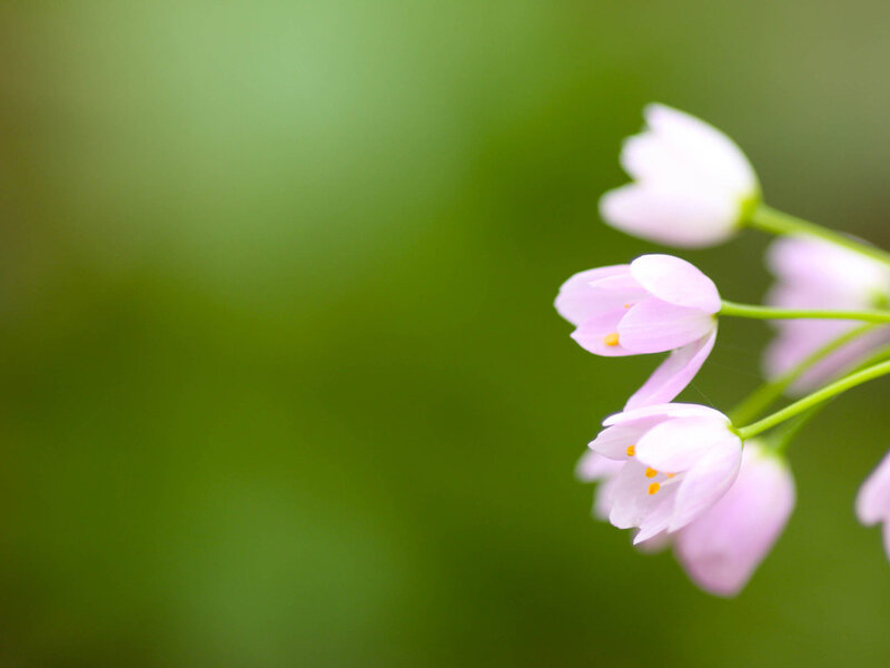 Pink Flowers on Green Stems — Serene, Spring, Photograph