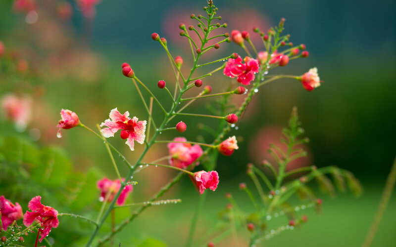 Pink Flowers on Green Stems — Serene