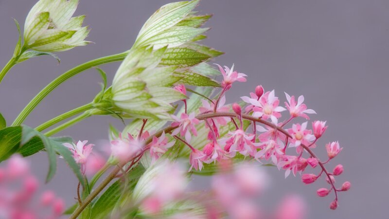 Pink Flowers on Green Stems — Spring