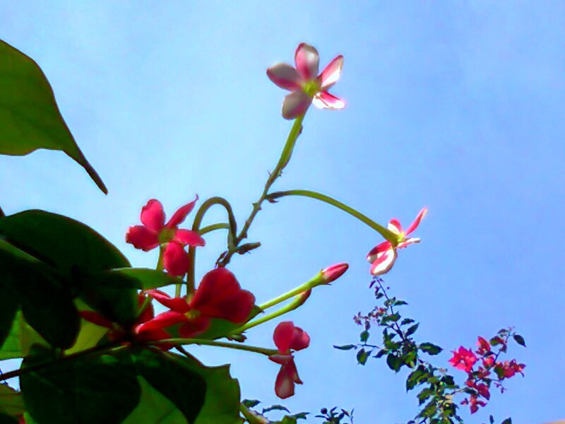 Pink Flowers on Green Stems
