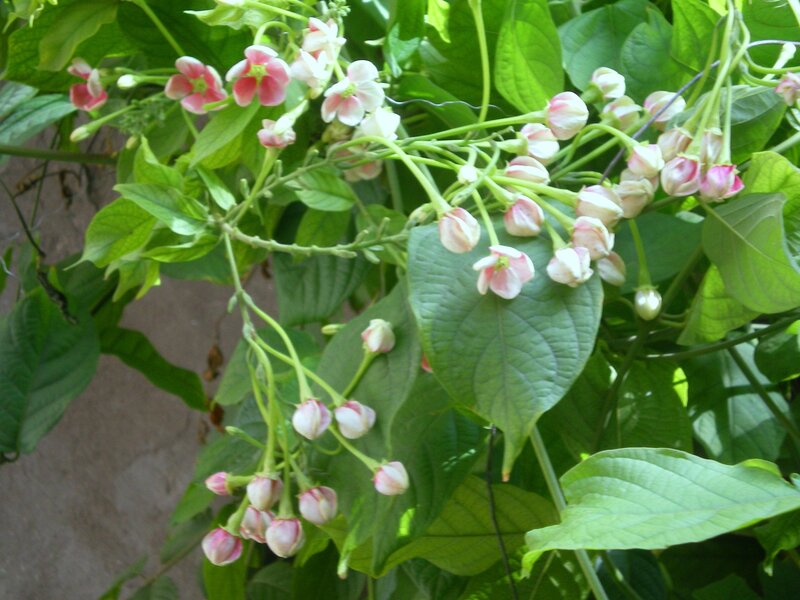Pink flowers on green vines