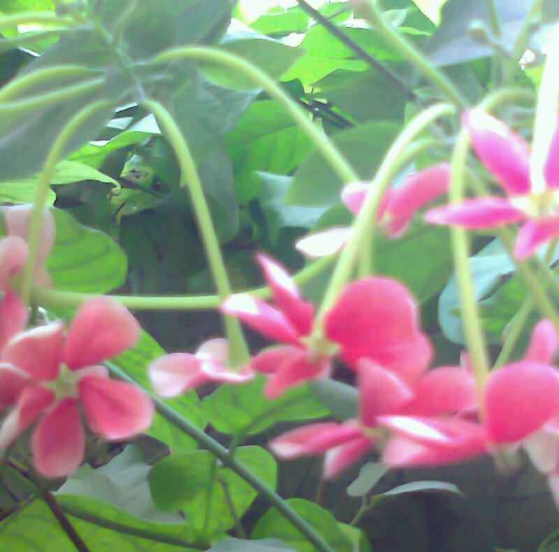 Pink Flowers on Green Vines — Natural