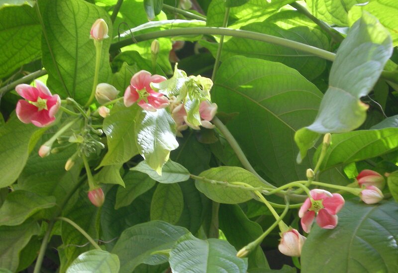 pink flowers on green vines