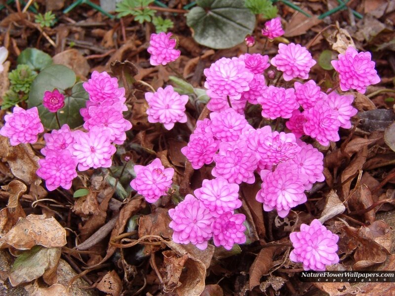 Pink Flowers on Ground — Calm