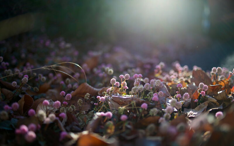 Pink Flowers on Ground — Purple