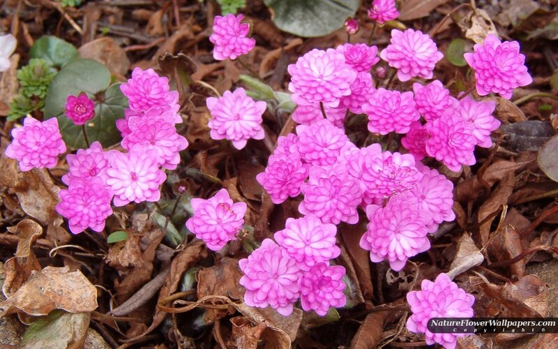 Pink Flowers on Ground