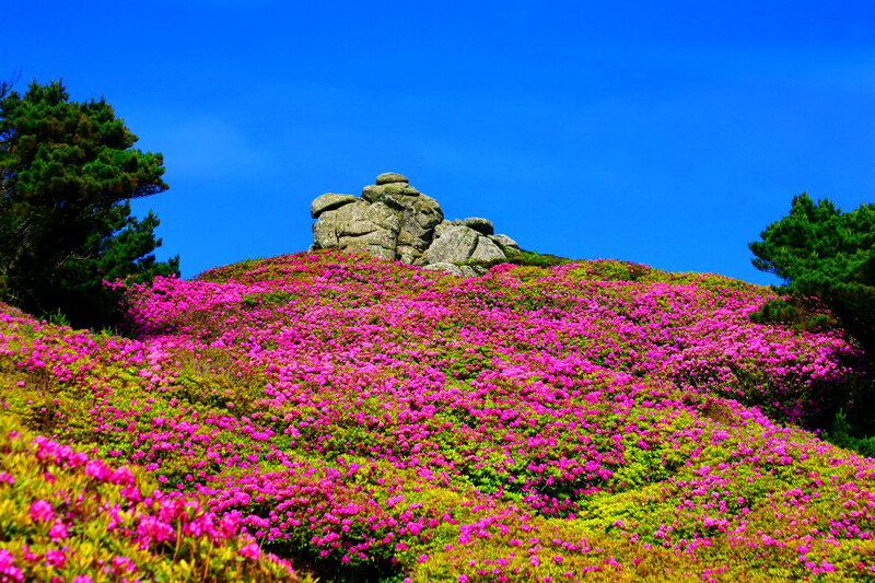 Pink Flowers on Hill