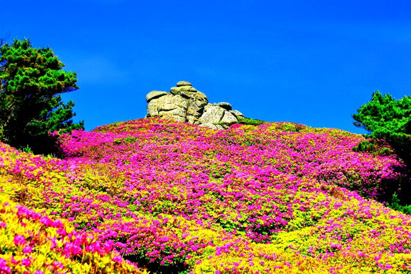 Pink Flowers on Hill — Vibrant