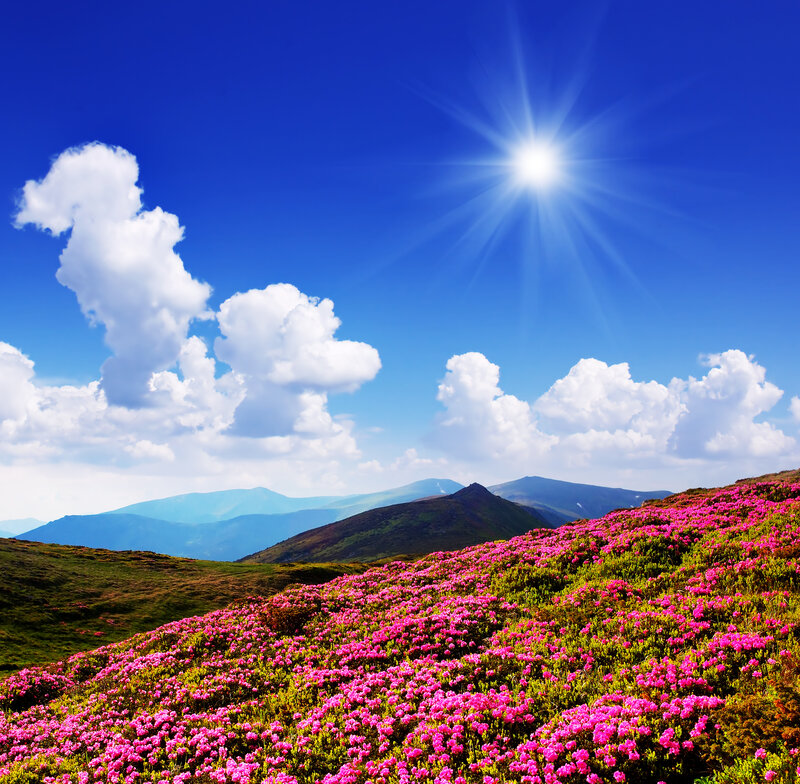 Pink Flowers on Hillside — Blue