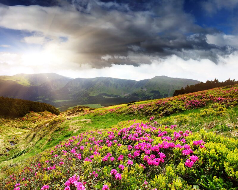 Pink Flowers on Hillside — Green, Dramatic, Afternoon, Photograph
