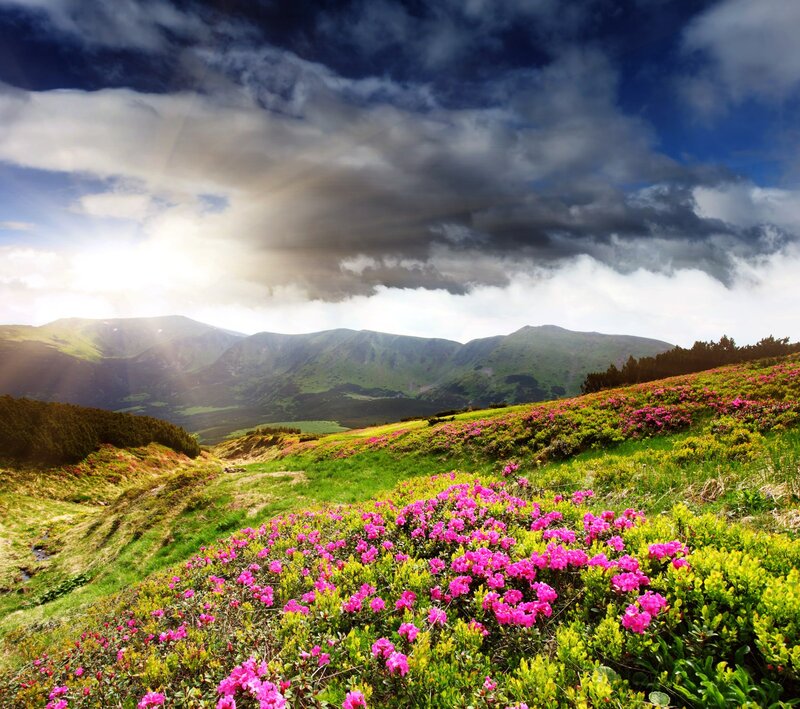 Pink Flowers on Hillside — Green, Dramatic, Afternoon