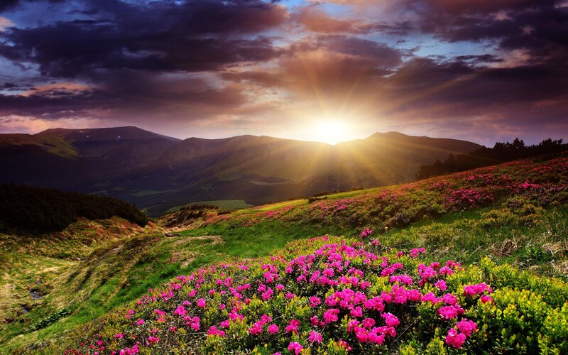 Pink Flowers on Hillside — Green, Dramatic, Sunset