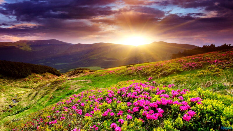Pink Flowers on Hillside — Green, Dramatic