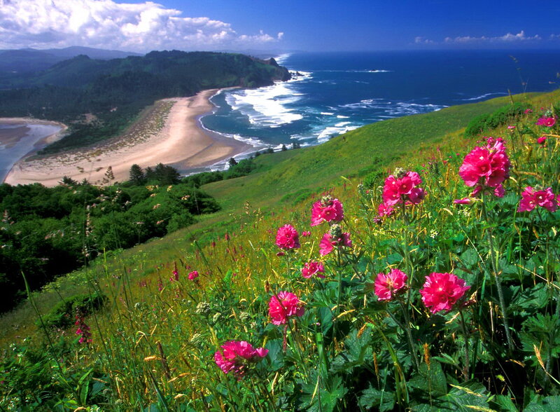 Pink Flowers on Hillside — Green, Serene, Afternoon, Photograph