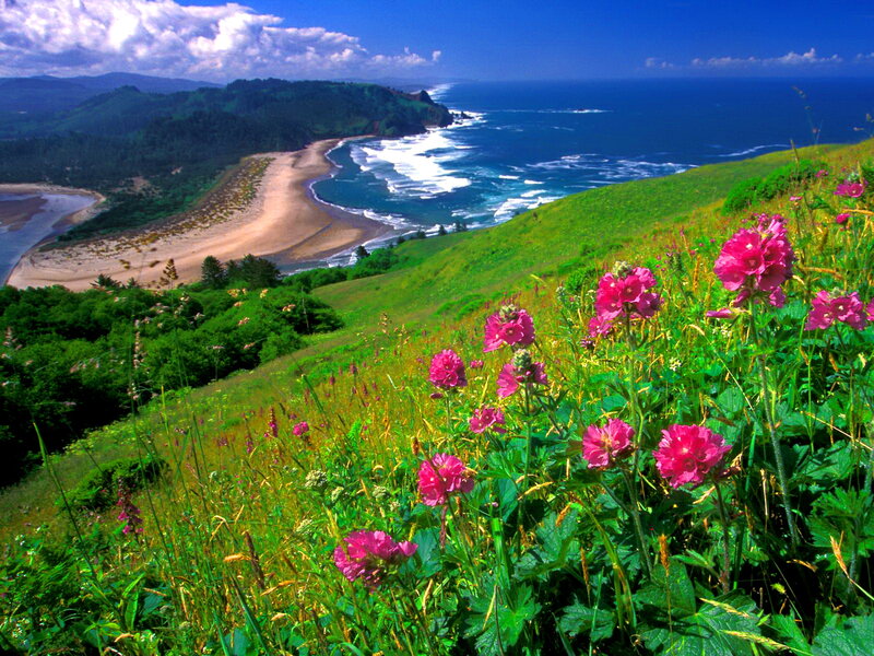 Pink Flowers on Hillside — Green, Serene