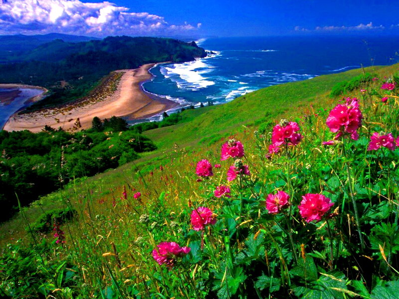 Pink Flowers on Hillside — Green