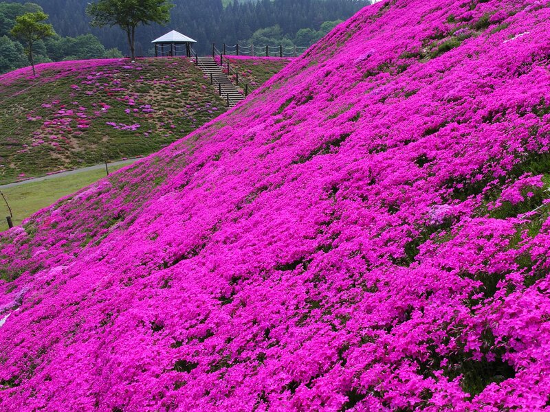 Pink Flowers on Hillside — Magenta