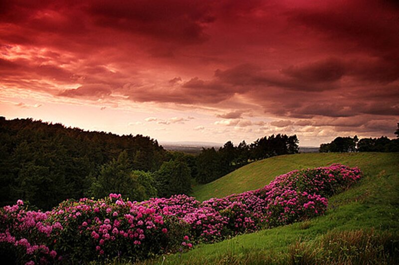 Pink Flowers on Hillside — Red