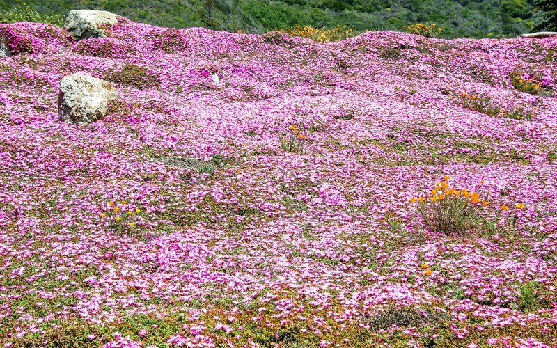 Pink Flowers on Hillside — Serene, Spring