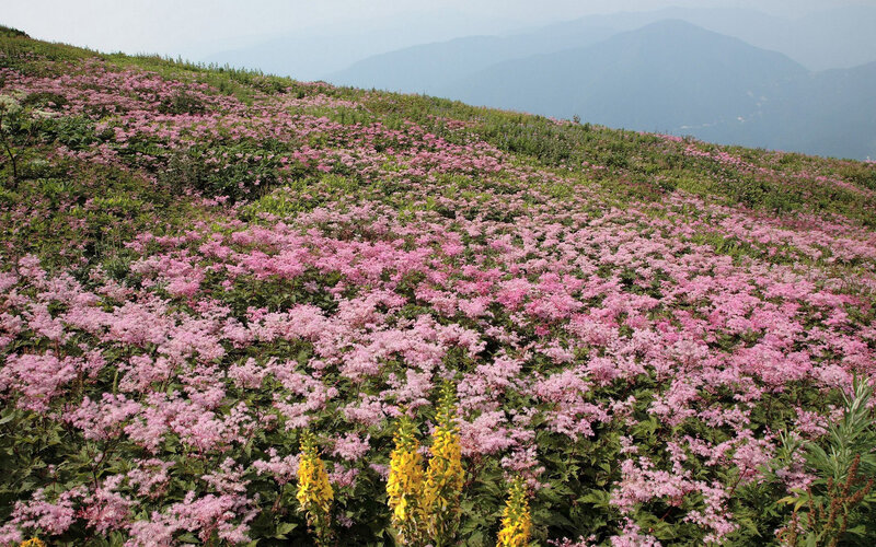Pink Flowers on Hillside — Serene