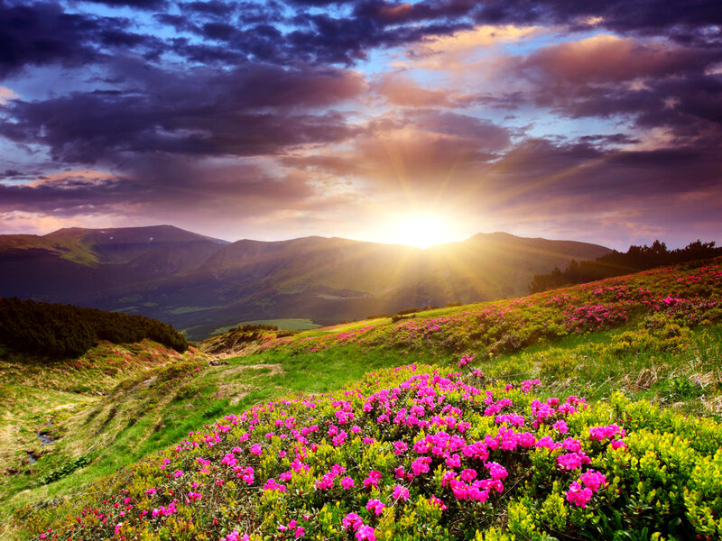 Pink Flowers on Hillside