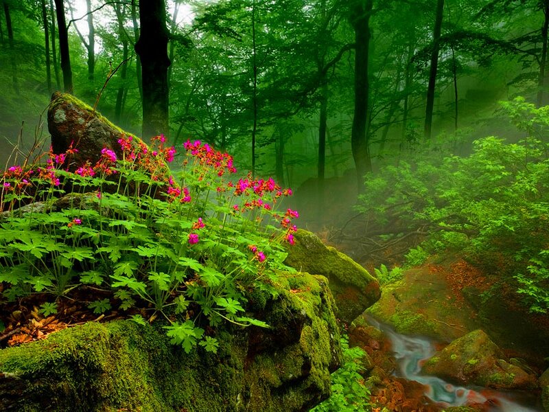 Pink Flowers on Mossy Rocks