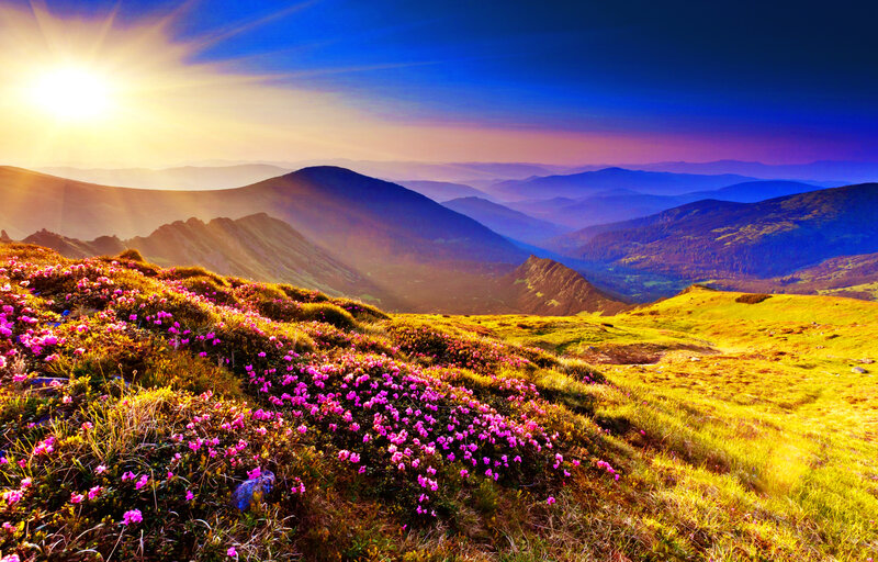 Pink Flowers on Mountain — Blue