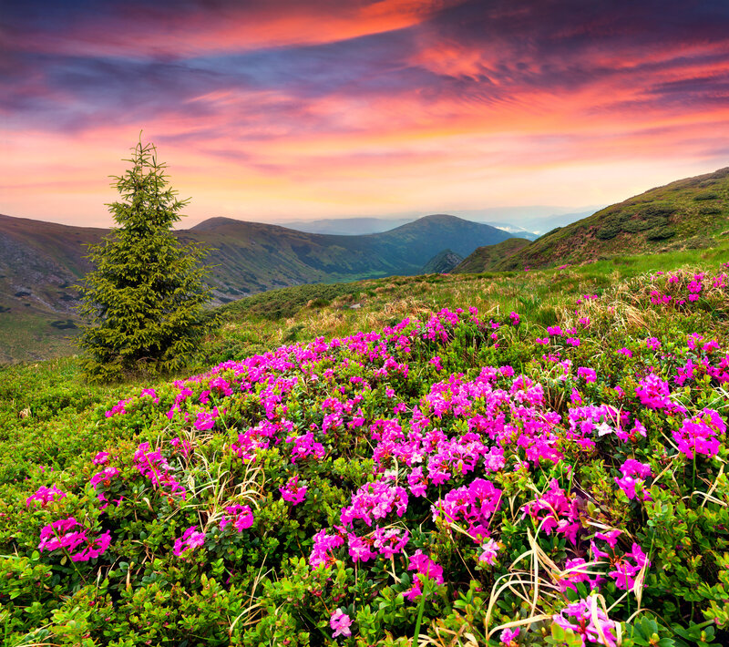 Pink Flowers on Mountain — Dramatic