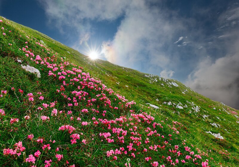 Pink Flowers on Mountain — Green, Dramatic