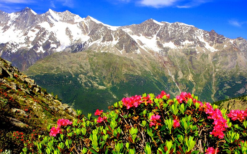 Pink Flowers on Mountain — Green