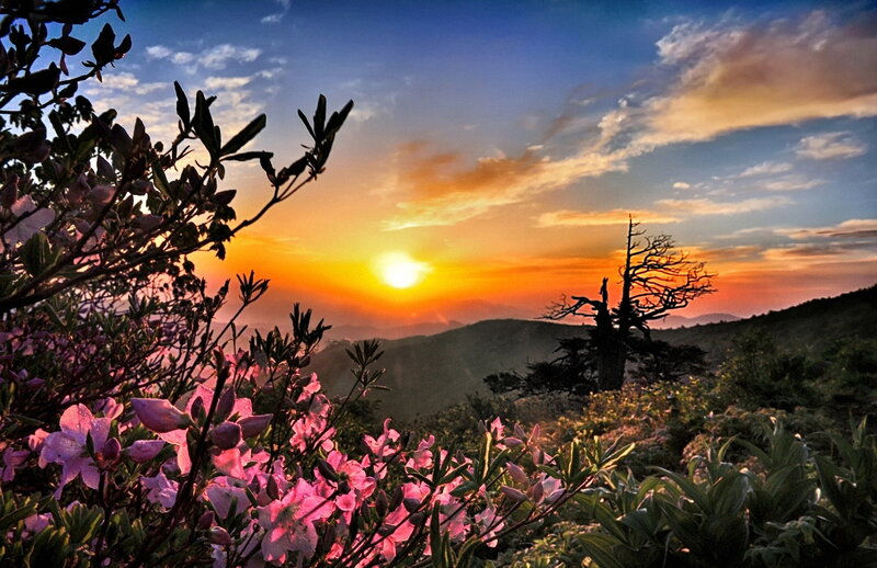 Pink Flowers on Mountain — Orange