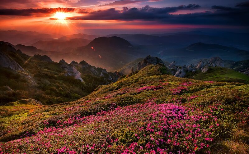 Pink Flowers on Mountain — Purple, Dramatic, Sunrise