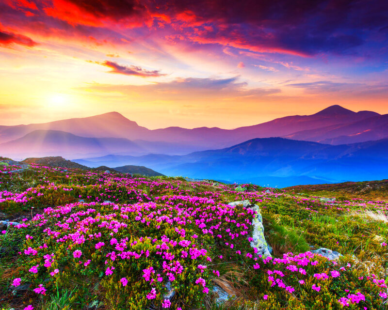 Pink Flowers on Mountain — Purple, Dramatic, Sunset