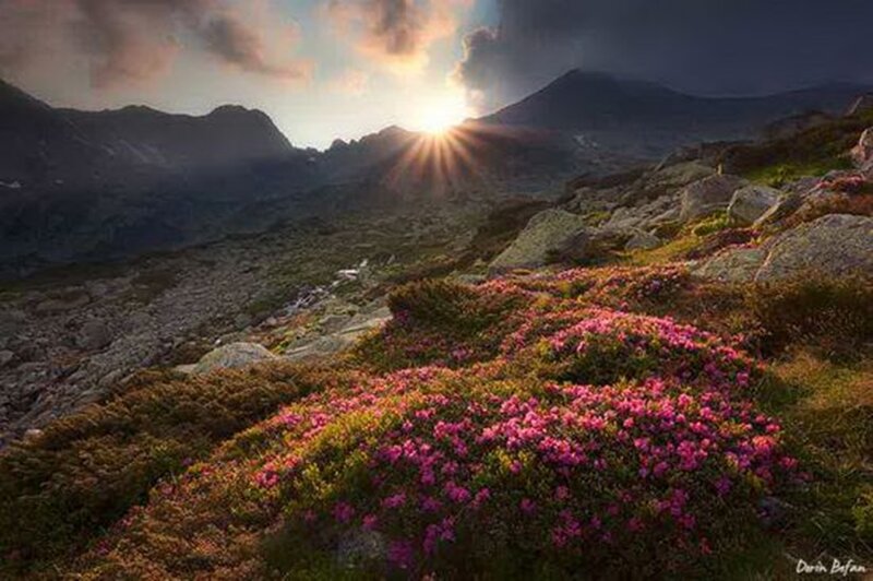 Pink Flowers on Mountain — Purple, Dramatic