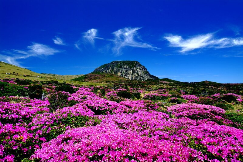 Pink Flowers on Mountain — Purple, Serene, Summer