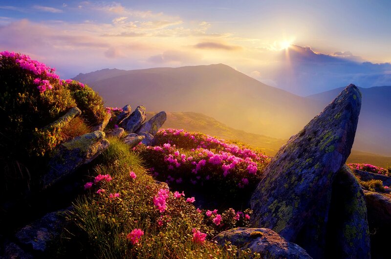 Pink Flowers on Mountain — Purple, Serene, Sunset