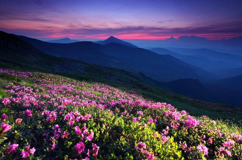 Pink Flowers on Mountain — Purple, Serene