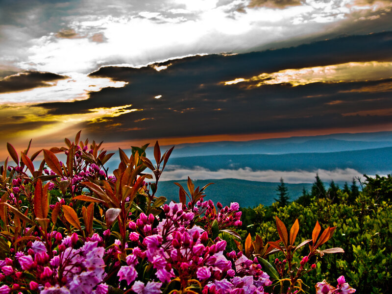 Pink Flowers on Mountain — Purple