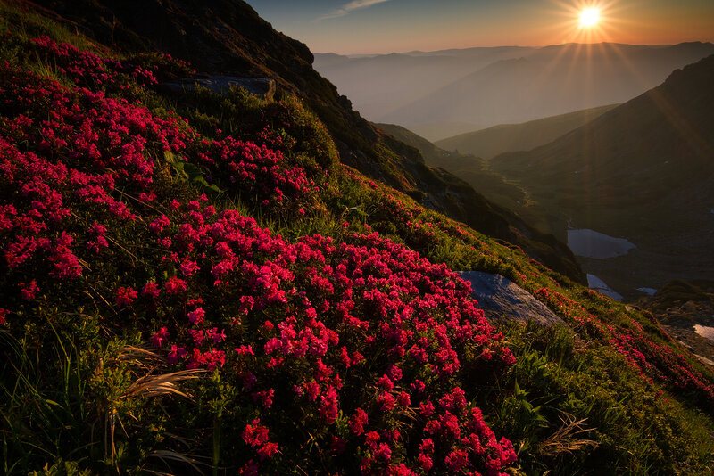 Pink Flowers on Mountain — Red