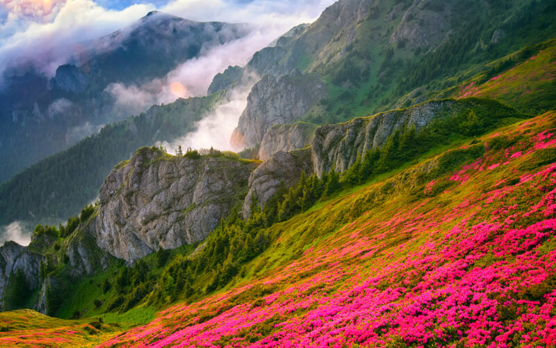 Pink Flowers on Mountain — Serene, Morning