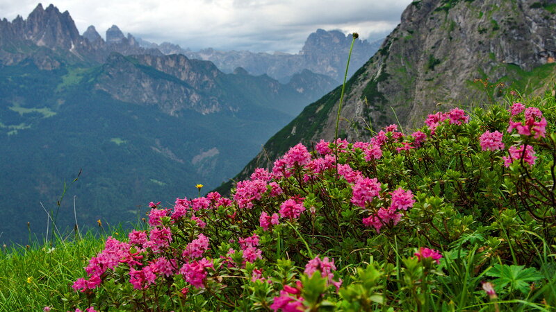 Pink Flowers on Mountain — Serene, Spring