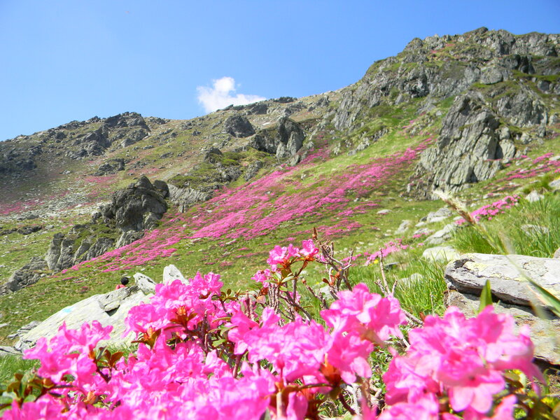 Pink Flowers on Mountain — Serene, Summer