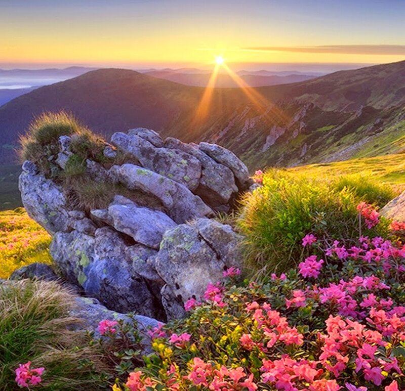 Pink Flowers on Mountain — Serene, Sunrise, Photograph